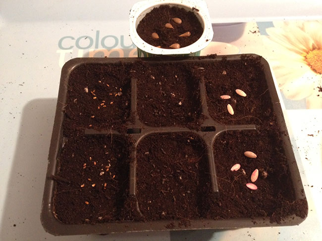 Arriba las semillas de manzano; de izquierda a derecha, romero, albahaca y pepino ¡¡semillas rosa!!