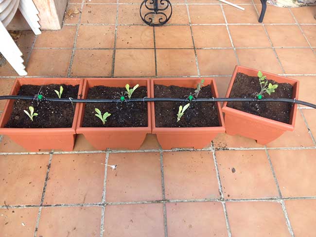 Aquí con sus plantas: cinco lechugas y dos tomateras.