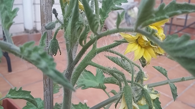 Las tomateras ya apuntan sus primeras flores, ¡vamoooooos!